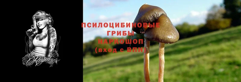 Галлюциногенные грибы Psilocybine cubensis  Гусиноозёрск 